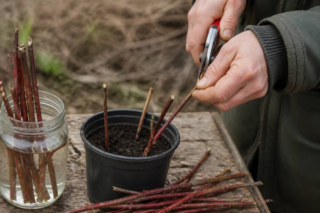 Bouture cornouiller : astuces pour multiplier cet arbuste au jardin