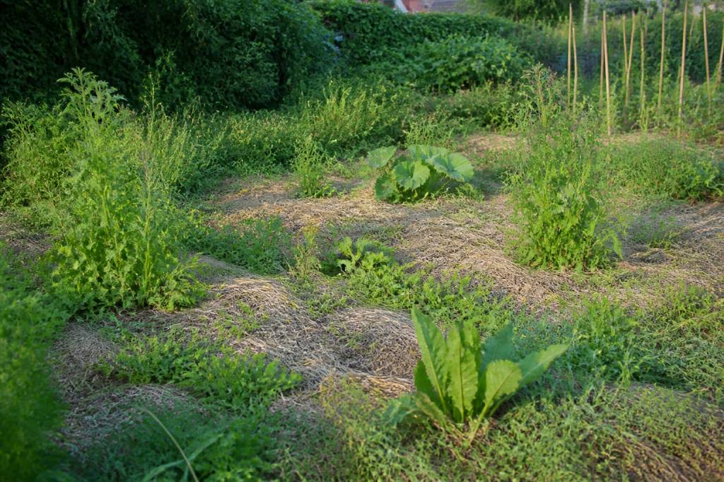 Comment désherber un jardin en friche sans retourner la terre