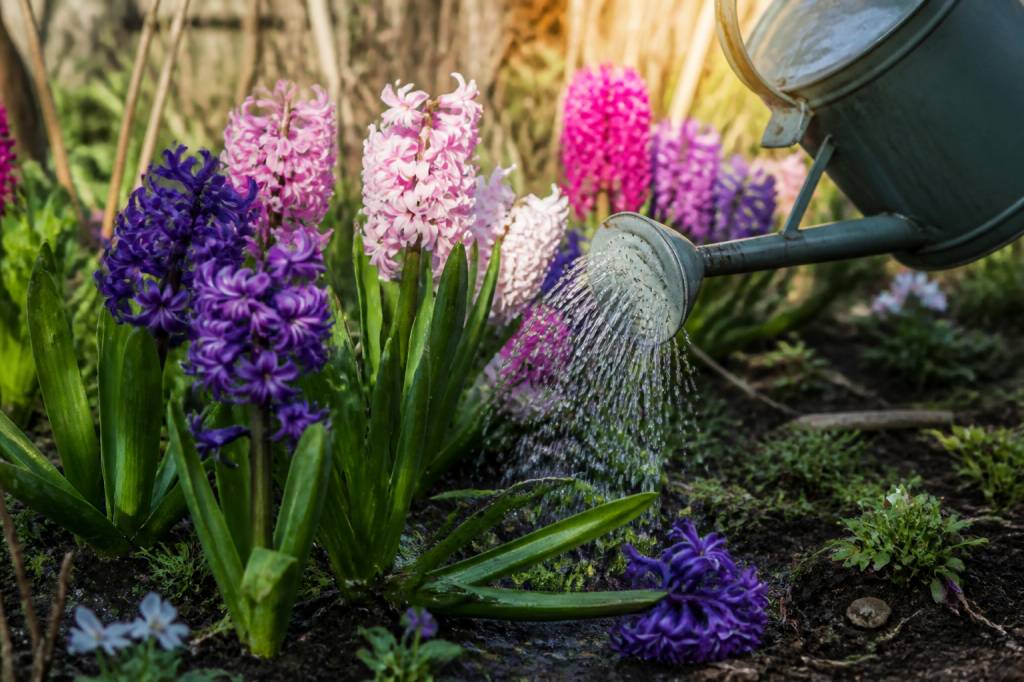 Comment arroser les jacinthes pour une floraison durable