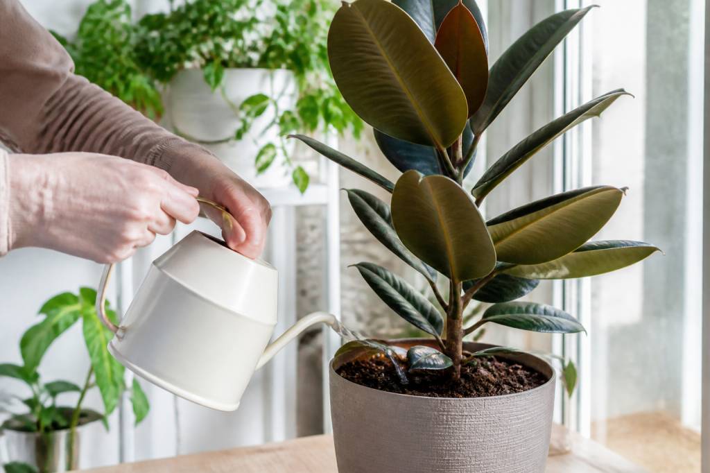 Comment arroser le ficus selon la saison et l’emplacement