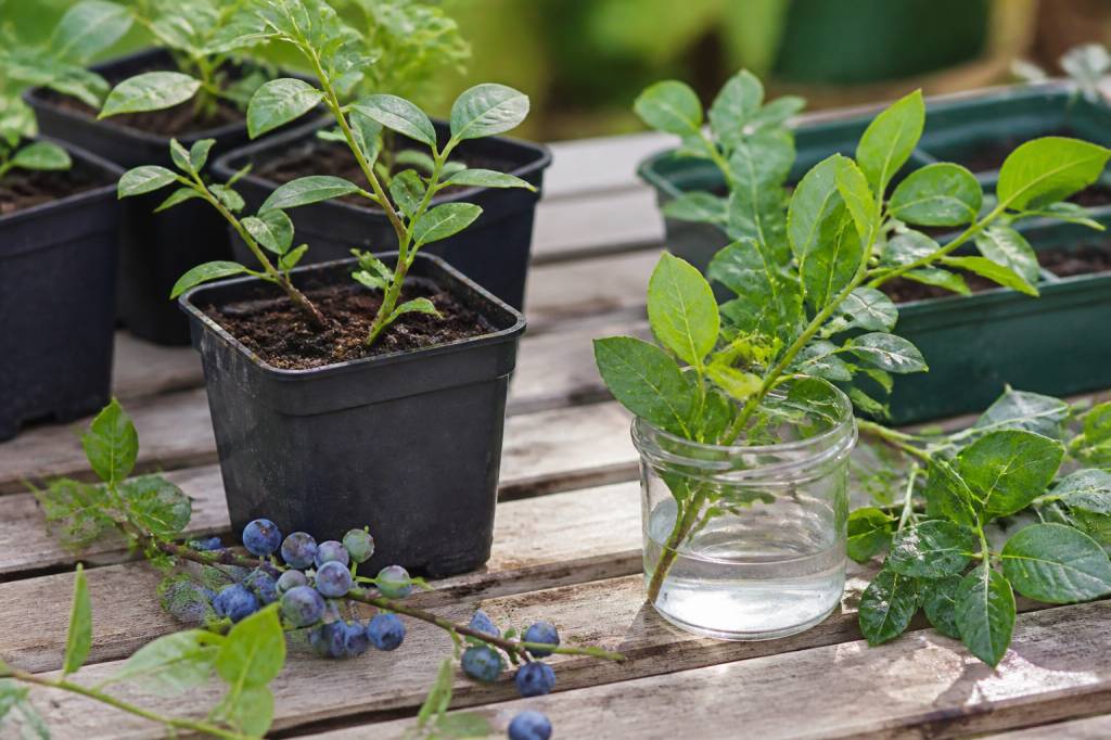 Bouture myrtillier : réussir la multiplication de vos arbustes fruitiers