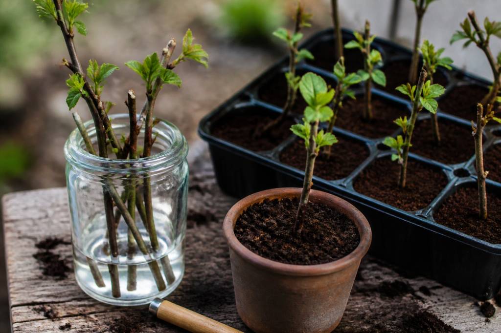 Bouture cognassier : réussir le bouturage de cet arbre fruitier