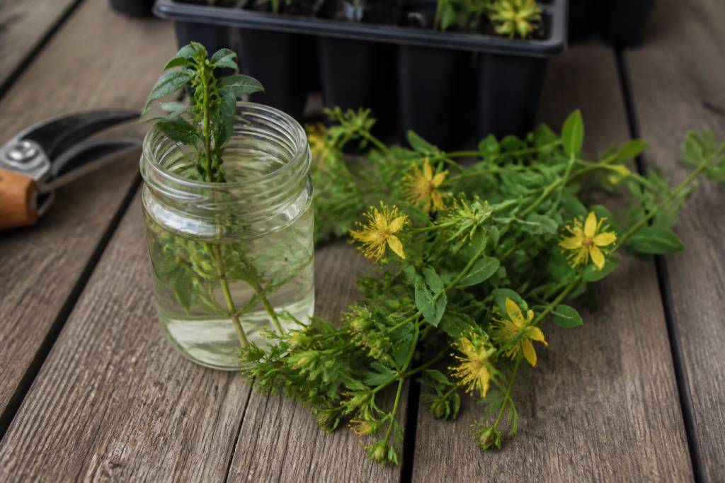 Bouture millepertuis : comment obtenir de nouvelles plantes rapidement