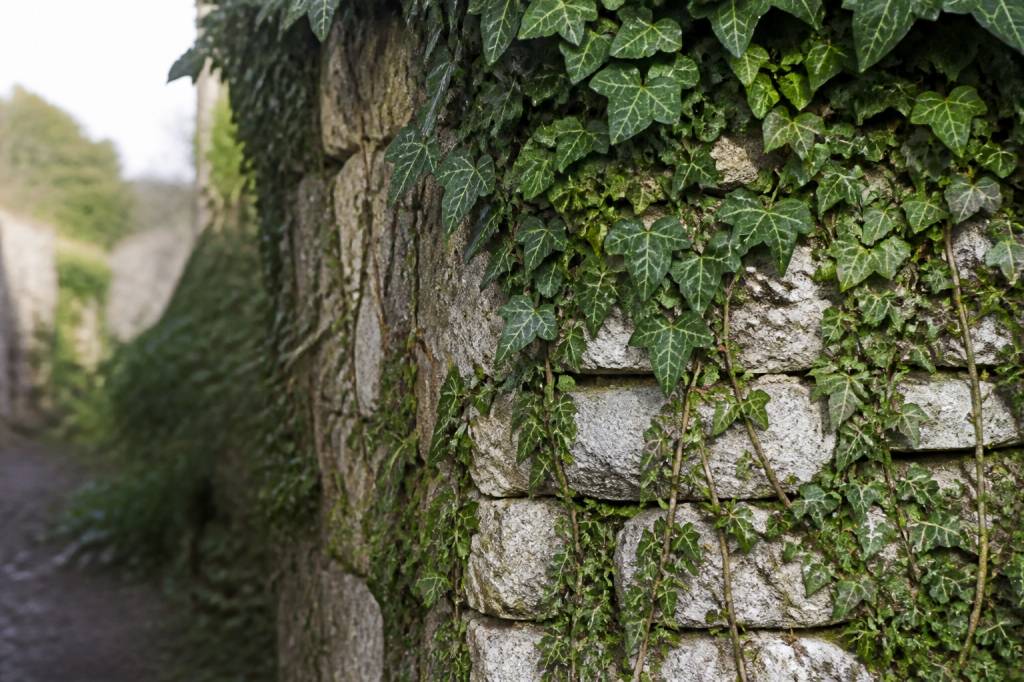 Avantage et inconvénient du lierre : ce qu’il faut savoir avant de planter