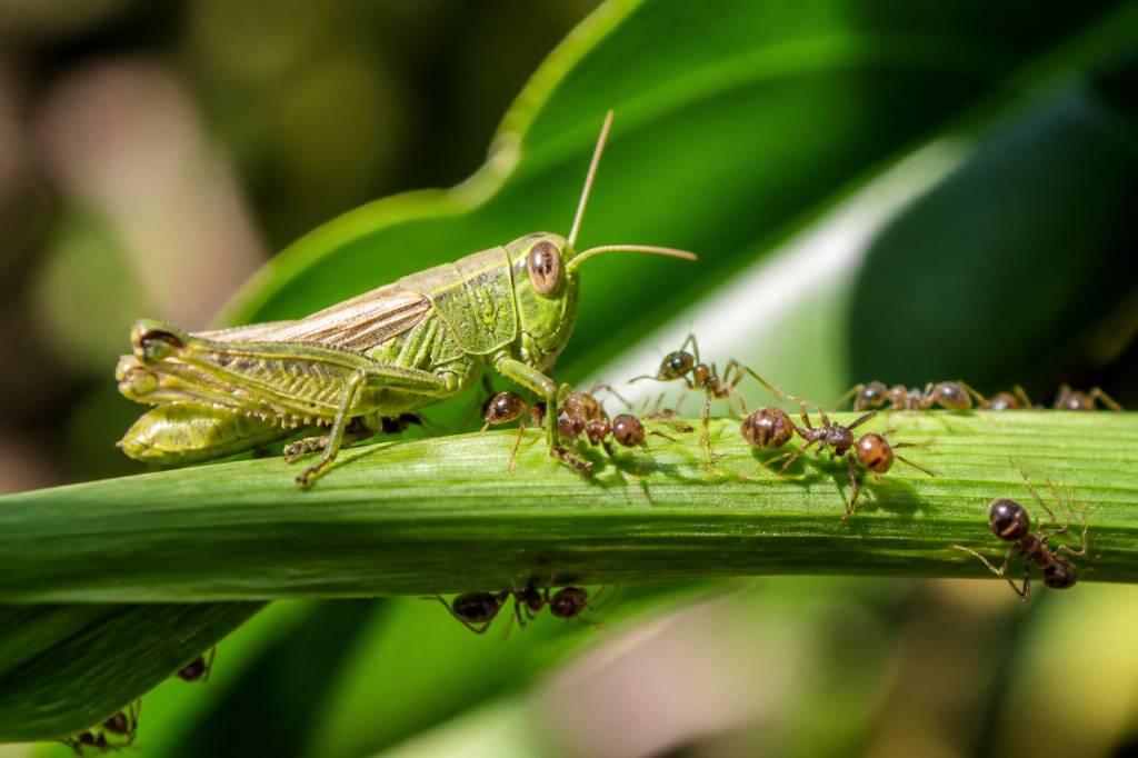 Grasshoppers and ants : comment les distinguer et protéger le jardin