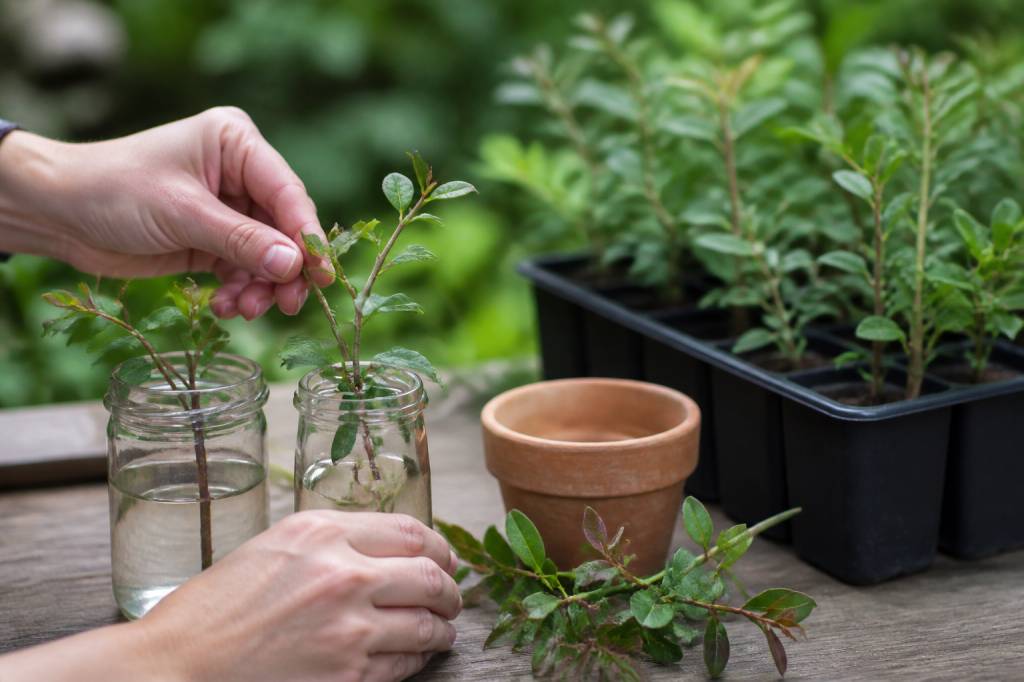 Bouturage abelia : réussir facilement chaque étape de la multiplication