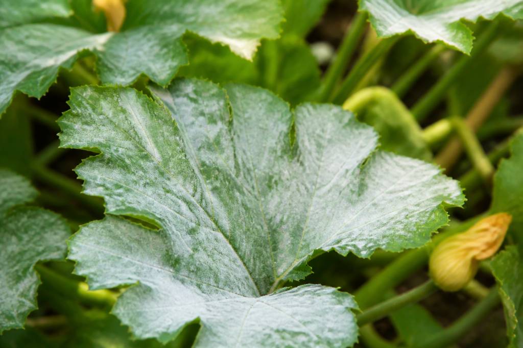 Anti-oïdium : solutions naturelles et traitements efficaces au jardin