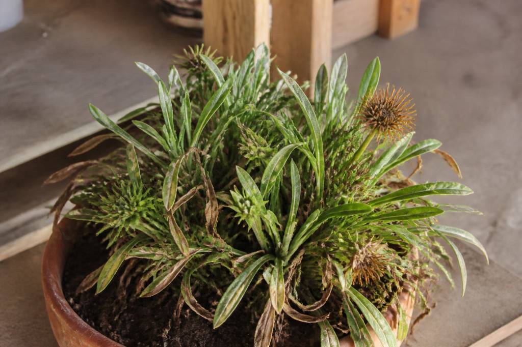 Comment conserver les gazanias l hiver sans les abîmer