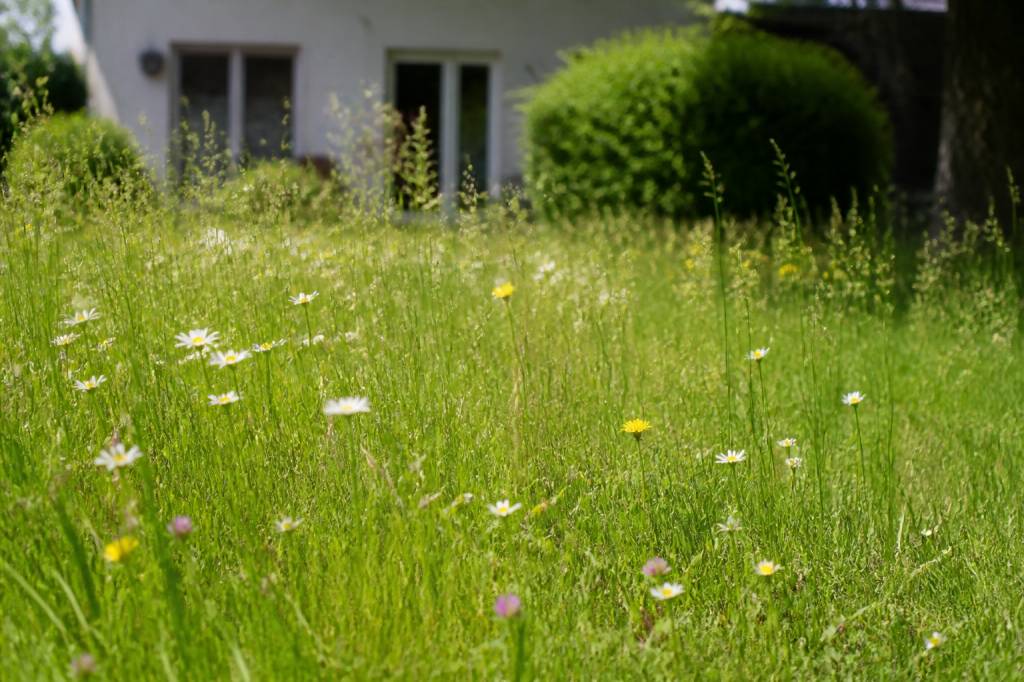 Avantages de ne pas tondre la pelouse : biodiversité et sol vivant