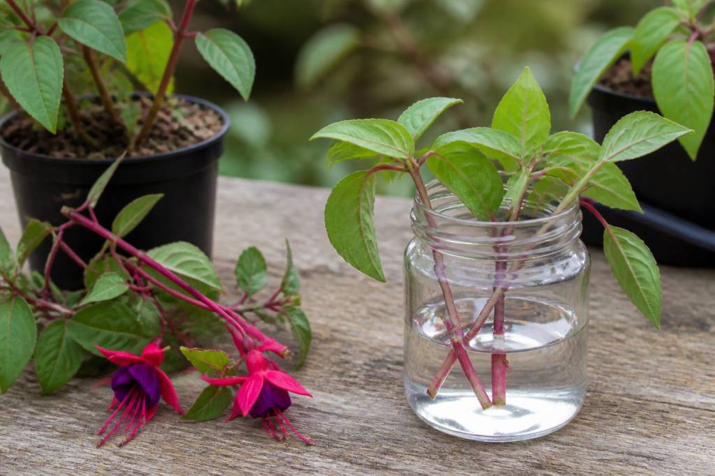 Bouture de fuchsia : réussir des boutures florifères et robustes
