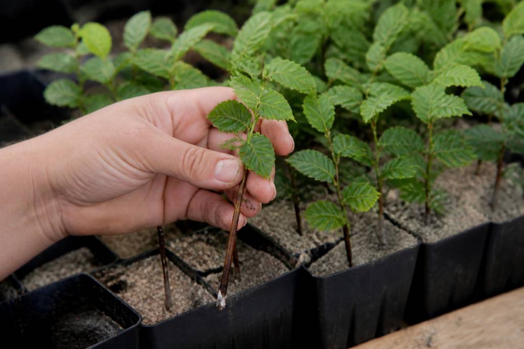 Bouture charmille : guide pratique pour obtenir de jeunes plants