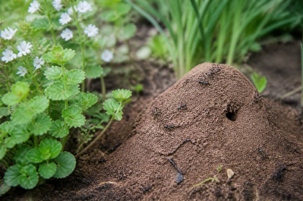 Comment chasser les fourmis du jardin efficacement et naturellement