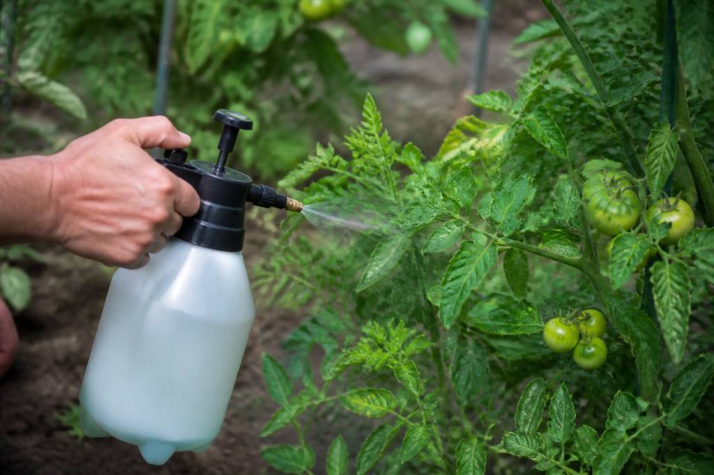 Bouillie bordelaise tomate : quand l’utiliser et comment la doser