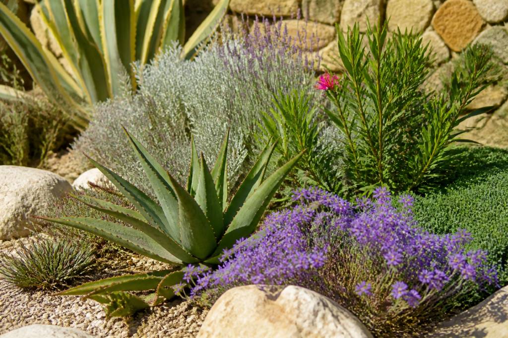 10 plantes faciles qui résistent au manque d&rsquo;eau pour un jardin sec
