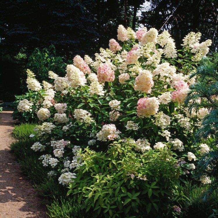 Hydrangea paniculata taille : quand et comment la réaliser ?