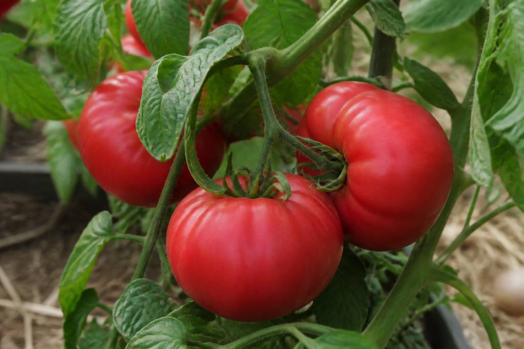 Cosmonaut Yuri Gagarin : réussir la culture de cette tomate au potager