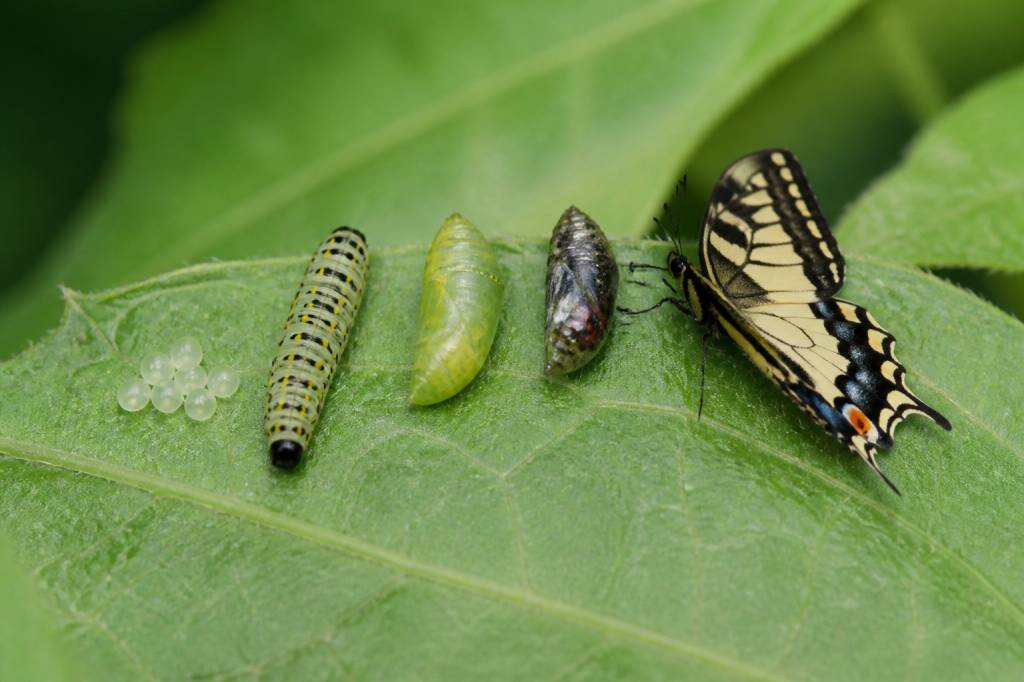 Life cycle of insects : comprendre le cycle de vie des insectes au jardin