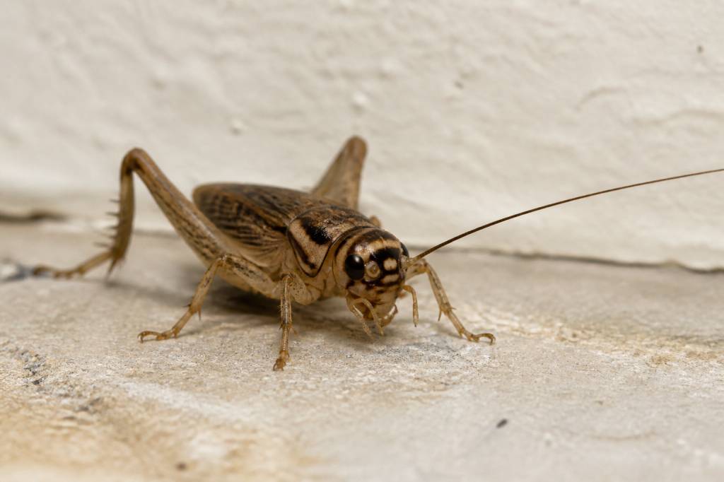 House cricket insect : identification, habitat et solutions au jardin