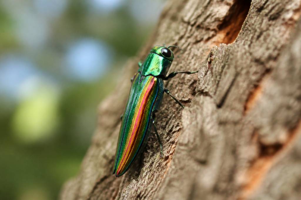 Jewel beetle : comment l’identifier et protéger vos arbres naturellement