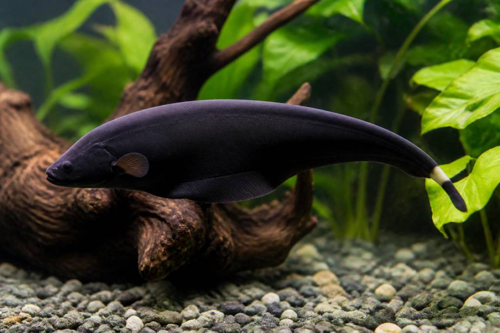 Black ghost knifefish : habitat, alimentation et conseils pour un aquarium réussi